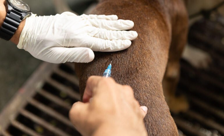 Pet owners in Puerto Galera bring their dogs and cats for free vaccination and neutering services provided by Boehringer Ingelheim’s Stop Rabies initiative. By taking part in the program, they are protecting their pets’ health while actively contributing to the community’s efforts to prevent rabies and promote responsible pet care.